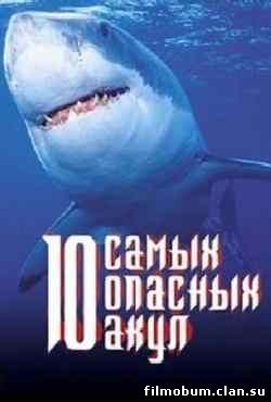 10 самых опасных акул