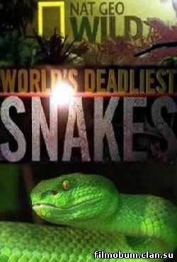 опасные змеи
